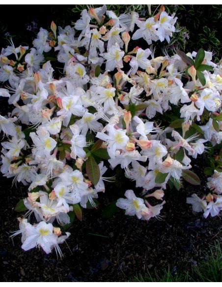 'Silver Slipper' - azalia wielkokwiatowa
Rhododendron (Azalea) 'Silver Slipper'