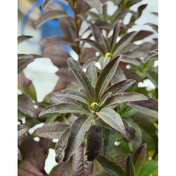 'Silver Slipper' - azalia wielkokwiatowa
Rhododendron (Azalea) 'Silver Slipper'