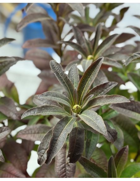 'Silver Slipper' - azalia wielkokwiatowa
Rhododendron (Azalea) 'Silver Slipper'