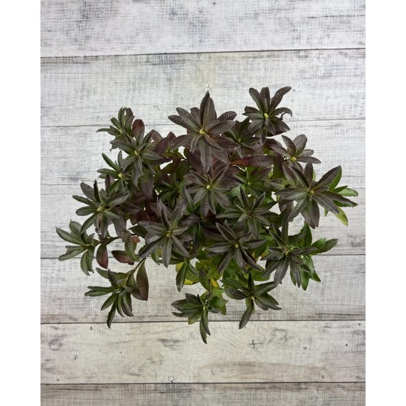 'Silver Slipper' - azalia wielkokwiatowa
Rhododendron (Azalea) 'Silver Slipper'