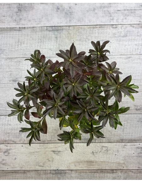 'Silver Slipper' - azalia wielkokwiatowa
Rhododendron (Azalea) 'Silver Slipper'