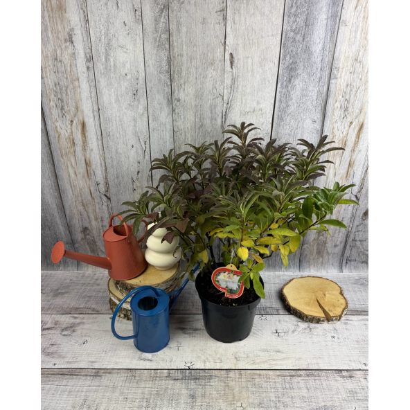 'Silver Slipper' - azalia wielkokwiatowa
Rhododendron (Azalea) 'Silver Slipper'