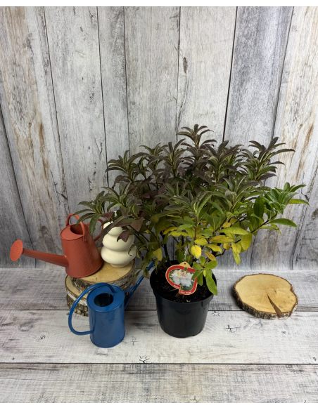 'Silver Slipper' - azalia wielkokwiatowa
Rhododendron (Azalea) 'Silver Slipper'
