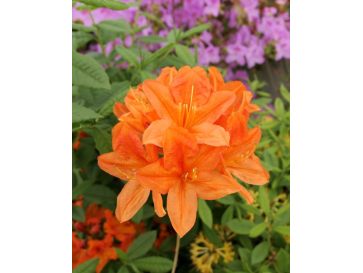 'Spek's Orange' - azalia wielkokwiatowa
Rhododendron (Azalea) 'Spek's Orange'