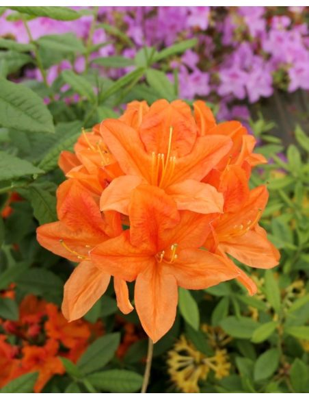 'Spek's Orange' - azalia wielkokwiatowa
Rhododendron (Azalea) 'Spek's Orange'