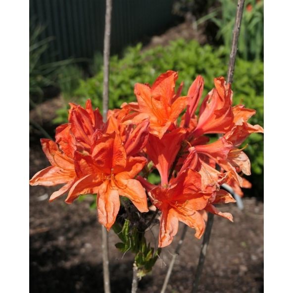 'Spek's Orange' - azalia wielkokwiatowa
Rhododendron (Azalea) 'Spek's Orange'
