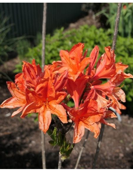 'Spek's Orange' - azalia wielkokwiatowa
Rhododendron (Azalea) 'Spek's Orange'