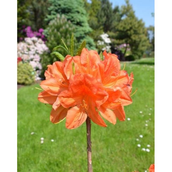 'Spek's Orange' - azalia wielkokwiatowa
Rhododendron (Azalea) 'Spek's Orange'