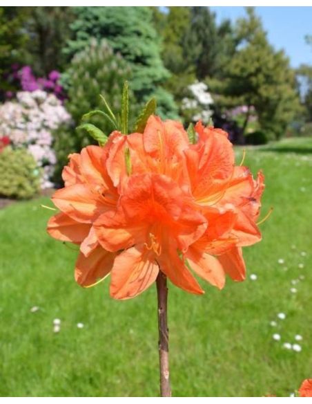 'Spek's Orange' - azalia wielkokwiatowa
Rhododendron (Azalea) 'Spek's Orange'
