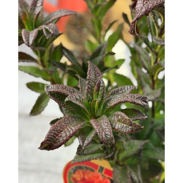 'Spek's Orange' - azalia wielkokwiatowa
Rhododendron (Azalea) 'Spek's Orange'