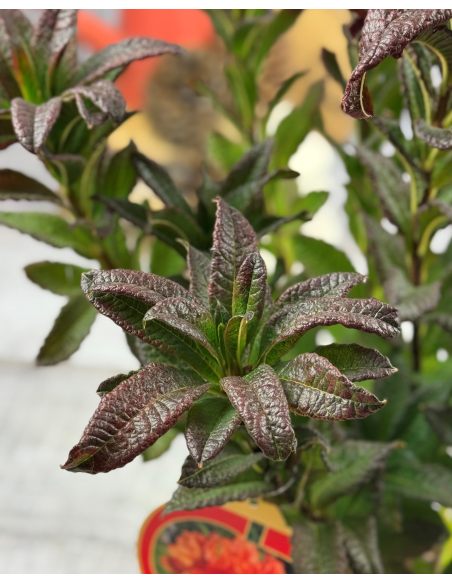 'Spek's Orange' - azalia wielkokwiatowa
Rhododendron (Azalea) 'Spek's Orange'