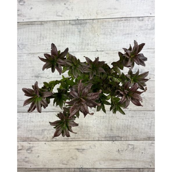 'Spek's Orange' - azalia wielkokwiatowa
Rhododendron (Azalea) 'Spek's Orange'