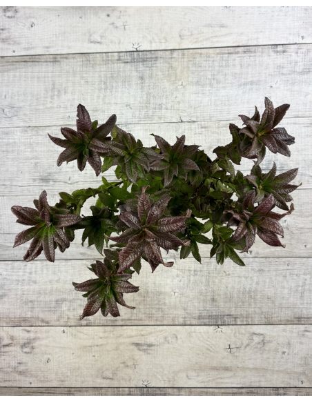 'Spek's Orange' - azalia wielkokwiatowa
Rhododendron (Azalea) 'Spek's Orange'