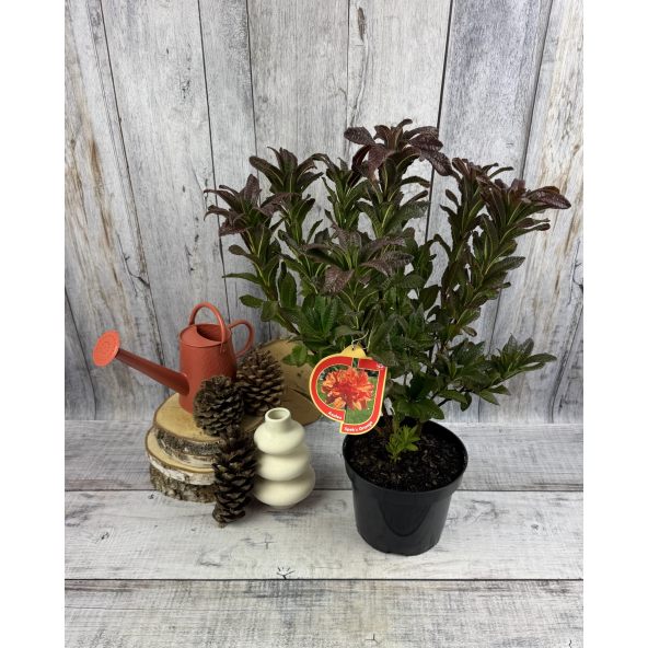 'Spek's Orange' - azalia wielkokwiatowa
Rhododendron (Azalea) 'Spek's Orange'