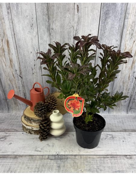 'Spek's Orange' - azalia wielkokwiatowa
Rhododendron (Azalea) 'Spek's Orange'