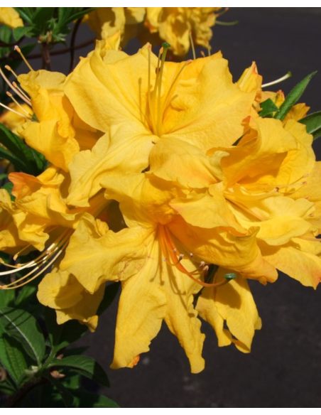 'Sunte Nectarine' - azalia wielkokwiatowa
Rhododendron (Azalea) 'Sunte Nectarine'