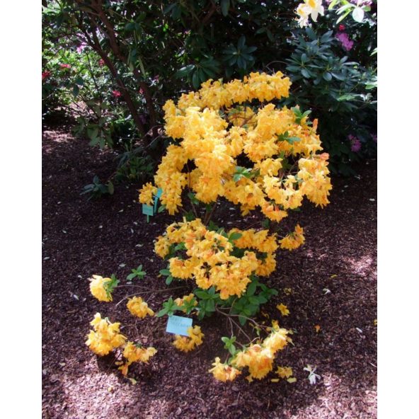 'Sunte Nectarine' - azalia wielkokwiatowa
Rhododendron (Azalea) 'Sunte Nectarine'