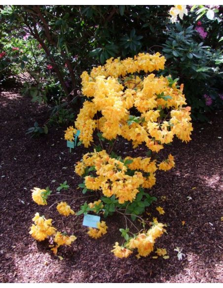 'Sunte Nectarine' - azalia wielkokwiatowa
Rhododendron (Azalea) 'Sunte Nectarine'
