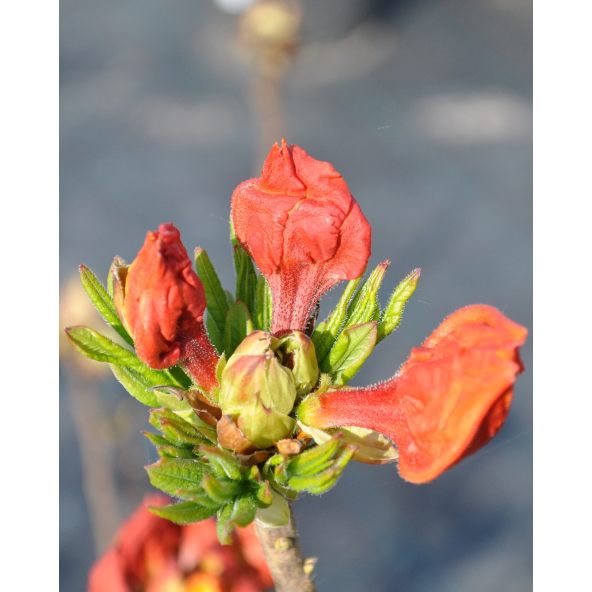 'Sunte Nectarine' - azalia wielkokwiatowa
Rhododendron (Azalea) 'Sunte Nectarine'
