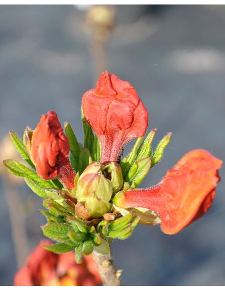 'Sunte Nectarine' - azalia wielkokwiatowa
Rhododendron (Azalea) 'Sunte Nectarine'