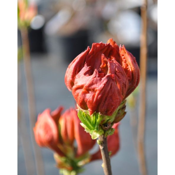 'Sunte Nectarine' - azalia wielkokwiatowa
Rhododendron (Azalea) 'Sunte Nectarine'