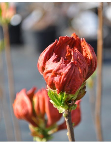 'Sunte Nectarine' - azalia wielkokwiatowa
Rhododendron (Azalea) 'Sunte Nectarine'