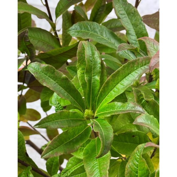 'Sunte Nectarine' - azalia wielkokwiatowa
Rhododendron (Azalea) 'Sunte Nectarine'