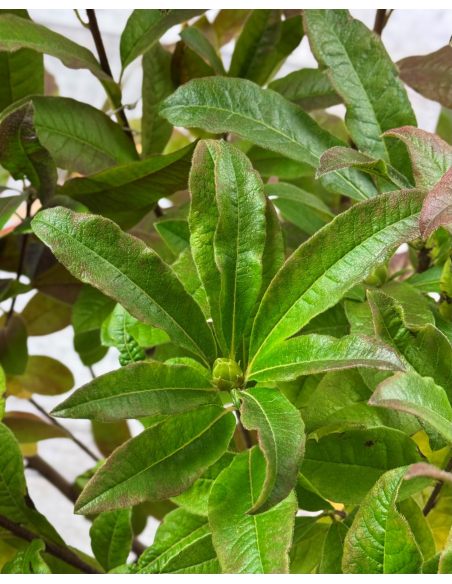 'Sunte Nectarine' - azalia wielkokwiatowa
Rhododendron (Azalea) 'Sunte Nectarine'