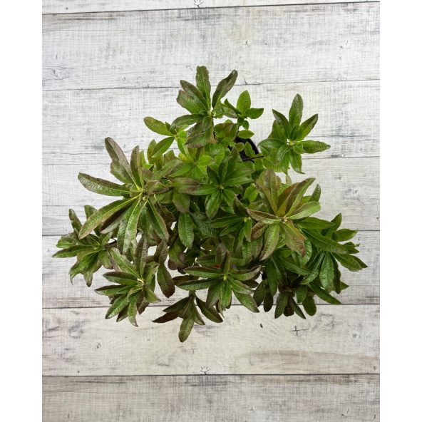 'Sunte Nectarine' - azalia wielkokwiatowa
Rhododendron (Azalea) 'Sunte Nectarine'