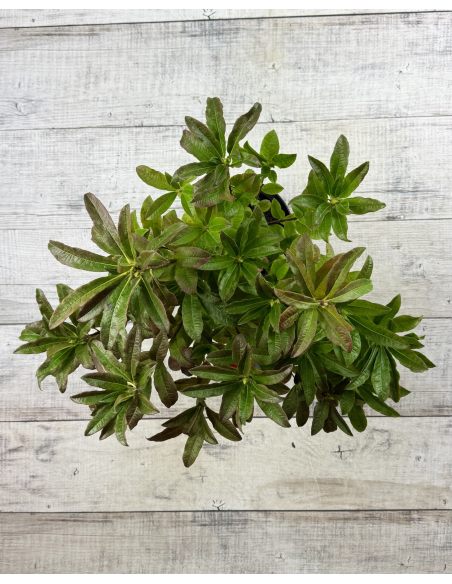 'Sunte Nectarine' - azalia wielkokwiatowa
Rhododendron (Azalea) 'Sunte Nectarine'