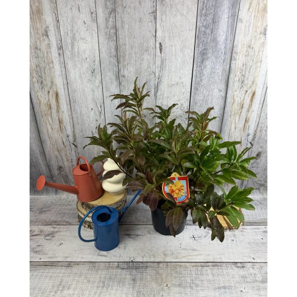 'Sunte Nectarine' - azalia wielkokwiatowa
Rhododendron (Azalea) 'Sunte Nectarine'