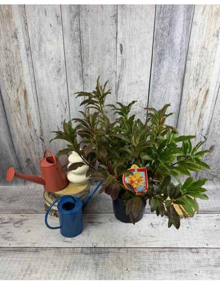 'Sunte Nectarine' - azalia wielkokwiatowa
Rhododendron (Azalea) 'Sunte Nectarine'