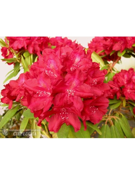 Różanecznik Francesca