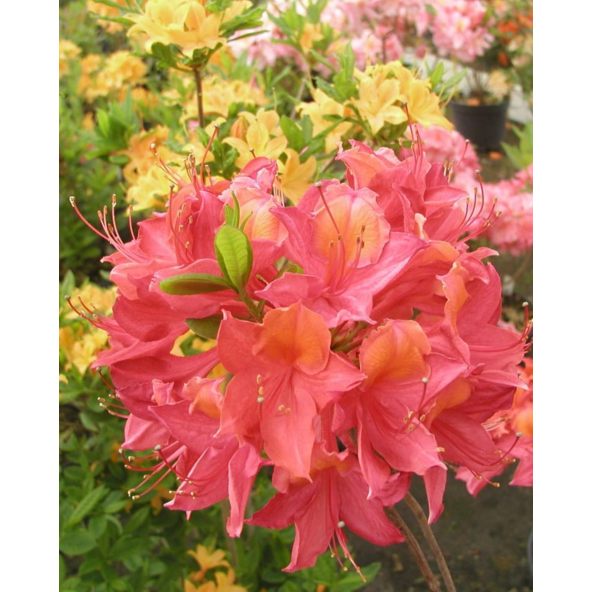 'Tunis' - azalia wielkokwiatowa
Rhododendron (Azalea) 'Tunis'