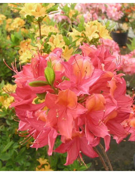 'Tunis' - azalia wielkokwiatowa
Rhododendron (Azalea) 'Tunis'