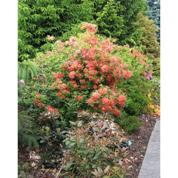 'Tunis' - azalia wielkokwiatowa
Rhododendron (Azalea) 'Tunis'