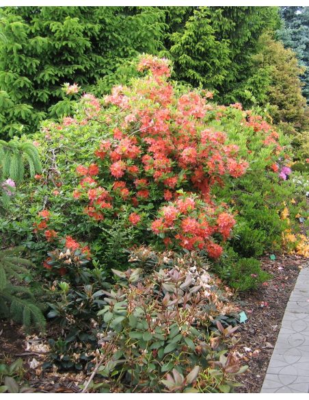 'Tunis' - azalia wielkokwiatowa
Rhododendron (Azalea) 'Tunis'