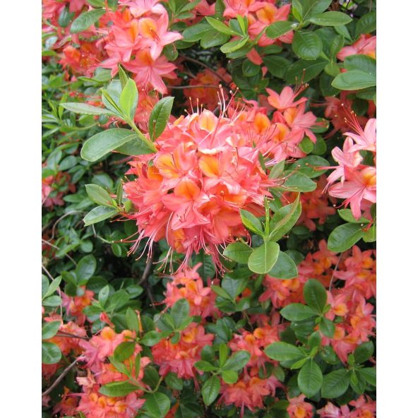 'Tunis' - azalia wielkokwiatowa
Rhododendron (Azalea) 'Tunis'