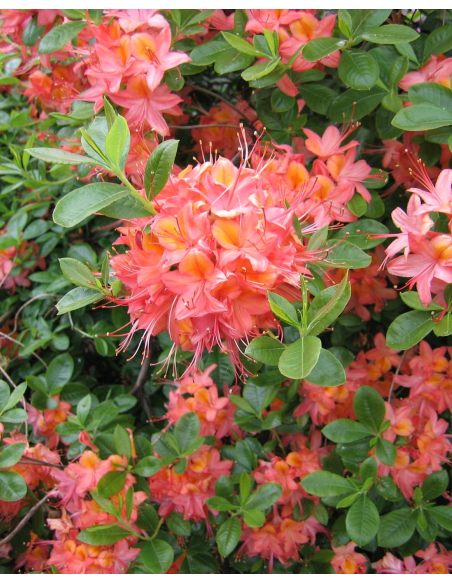 'Tunis' - azalia wielkokwiatowa
Rhododendron (Azalea) 'Tunis'