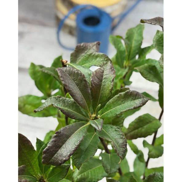 'Tunis' - azalia wielkokwiatowa
Rhododendron (Azalea) 'Tunis'