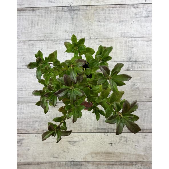 'Tunis' - azalia wielkokwiatowa
Rhododendron (Azalea) 'Tunis'