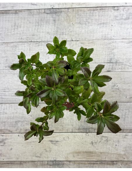 'Tunis' - azalia wielkokwiatowa
Rhododendron (Azalea) 'Tunis'