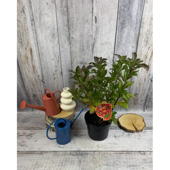 'Tunis' - azalia wielkokwiatowa
Rhododendron (Azalea) 'Tunis'