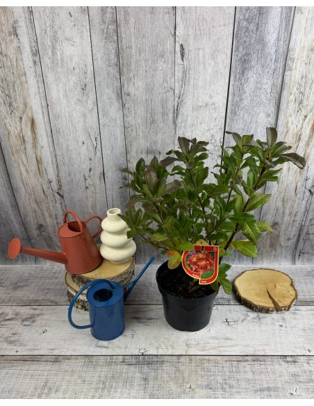 'Tunis' - azalia wielkokwiatowa
Rhododendron (Azalea) 'Tunis'