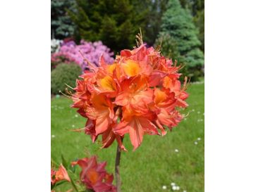 'Tunis' - azalia wielkokwiatowa
Rhododendron (Azalea) 'Tunis'
