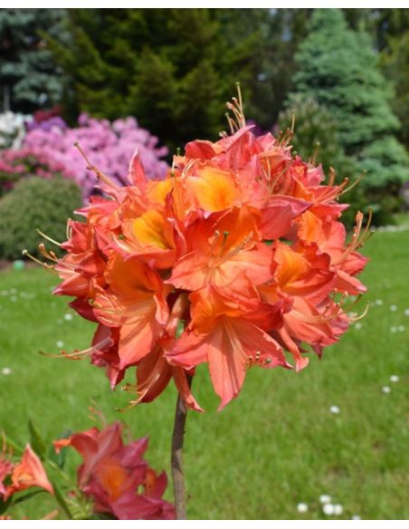 'Tunis' - azalia wielkokwiatowa
Rhododendron (Azalea) 'Tunis'