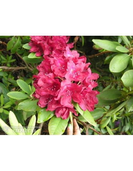 Różanecznik Francesca