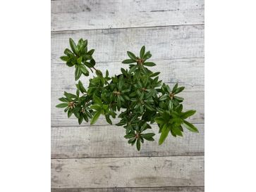 'Govenianum' - azaleodendron
Rhododendron (Azaleodendron) 'Govenianum' 2