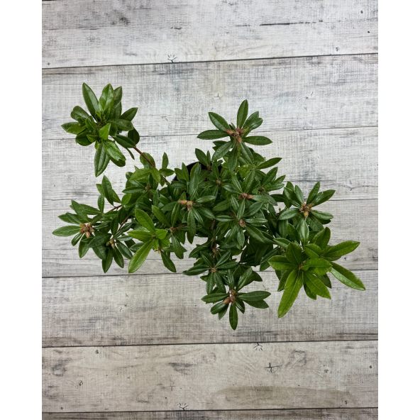 'Govenianum' - azaleodendron
Rhododendron (Azaleodendron) 'Govenianum'