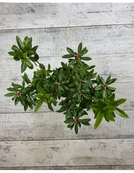 'Govenianum' - azaleodendron
Rhododendron (Azaleodendron) 'Govenianum'